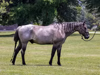 حصان, Quarter Horse — الصورة 2