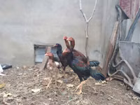 Chickens — फ़ोटो 6