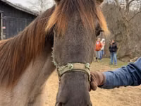 घोड़ी, Rocky Mountain Horse — फ़ोटो 5