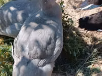 Ducks — Foto 8