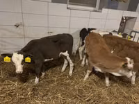 母牛, Russian Black pied cattle — 照片 3