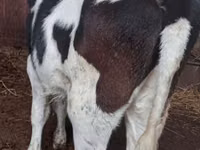 بقرة, Russian Black pied cattle — الصورة 2