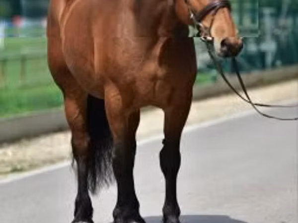 Yegua, Caballos