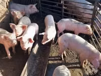 Eber, Schweine — Foto 4