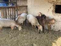 كبش, Arashan sheep — الصورة 7