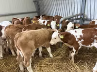 Toro, Simmental cattle — foto 2
