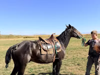 Адуу, Karachay horse — 4 зураг