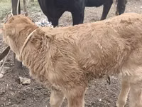 母牛, Cattle — 照片 5