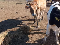 गाय, Simmental cattle — फ़ोटो 3