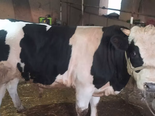 Bulle, Russian Black pied cattle
