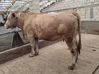 母牛, Alatau breed — 照片 6