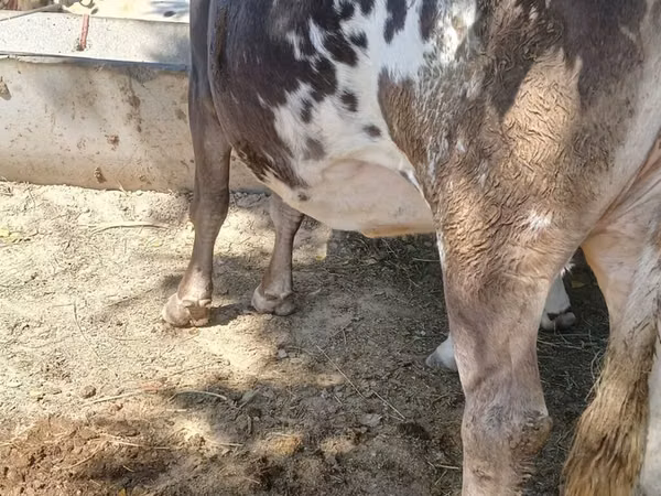 Cow, Alatau breed