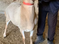 Ram, Arashan sheep — photo 2