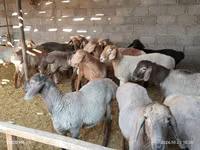 Хуц, Хонь — 3 зураг
