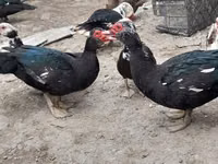 Ducks — photo 1