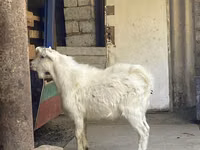 बकरी, Saanen goat — फ़ोटो 3