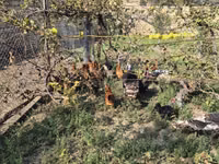 Chickens — photo 1