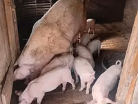 Boar, Pigs — photo 8
