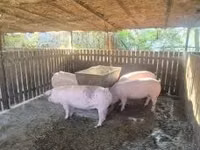 Säue, Schweine — Foto 5