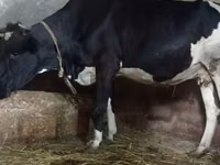 Kuh, Russian Black pied cattle — Foto 4