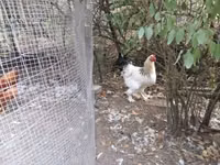 Chickens — foto 2