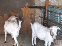 बकरी, Saanen goat — फ़ोटो 5
