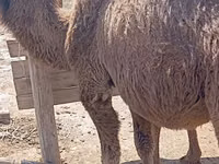Тэмээ (бүлэг, хүйс заагаагүй), Kazakh Bactrian camel — 8 зураг