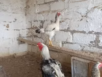 Chickens — 1 зураг