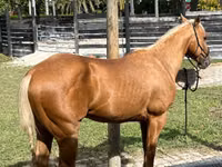 公马, Quarter Horse — 照片 1