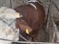 Cattle (batch, sex not specified), Simmental cattle — photo 3