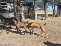 बकरी, Nubian Goat — फ़ोटो 5