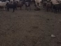 نعجة, Edilbay sheep — الصورة 7