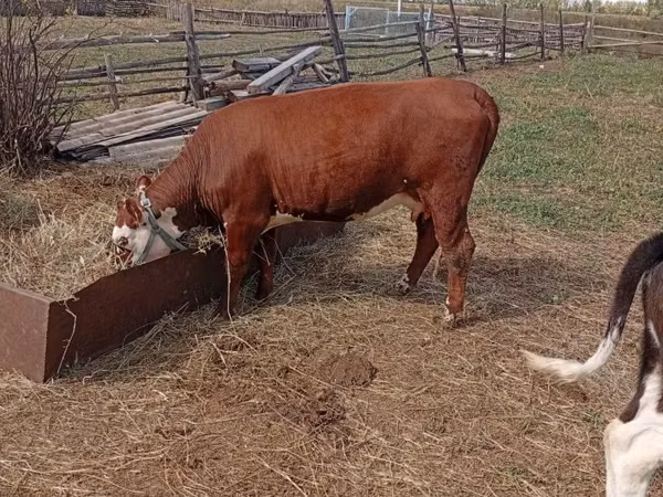Kuh, Hereford
