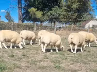 Хуц, Texel sheep — 2 зураг
