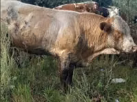 Rinder (Partie, Geschlecht nicht angegeben), Rinder — Foto 3