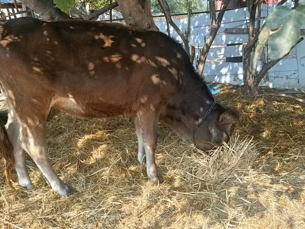 Bull, Cattle