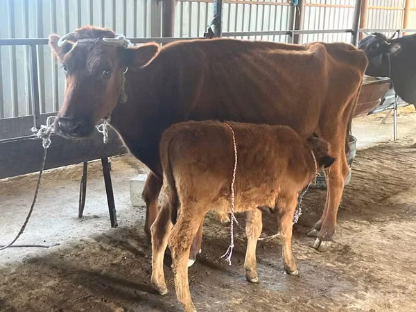 Cow, Cattle