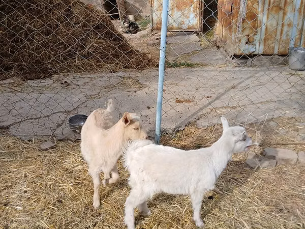 Cabra, Saanen goat