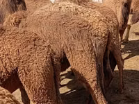 Тэмээ (бүлэг, хүйс заагаагүй), Kazakh Bactrian camel — 4 зураг