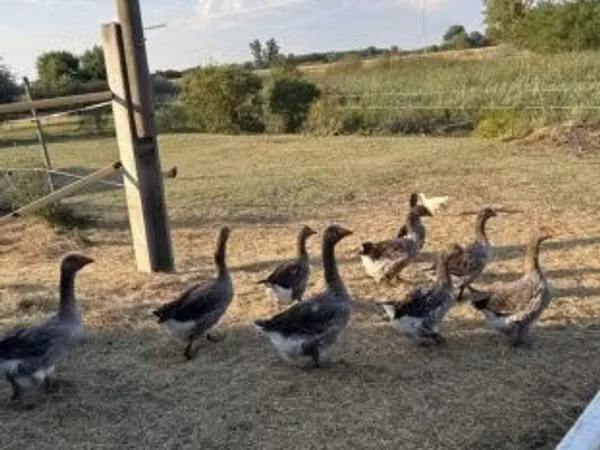 Geese