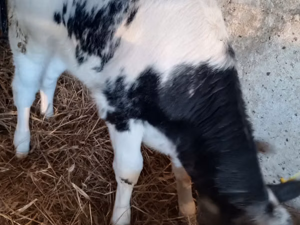Cow, Cattle