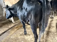 بقرة, Simmental cattle — الصورة 4