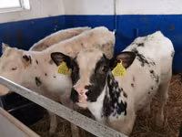 母牛, Russian Black pied cattle — 照片 3