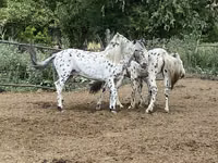 公马, Mugalzhar horse — 照片 7