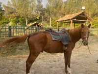 Horse (M), Karabakh horse — photo 2