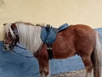 Horse (M), Shetland Pony — photo 1