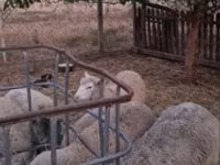 Carnero, Cerry Hill sheep — foto 1