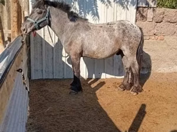 Caballo, Appaloosa
