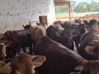 Бух, Simmental cattle — 7 зураг