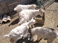 عنزة, Russian White goat — الصورة 5